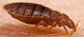 Bed Bugs Survive In Rubber Mattresses
