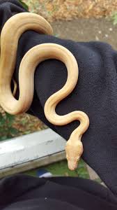 albino darwin ses aussie pythons