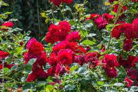 Foto De Bush Flowers Of A Rose Bright