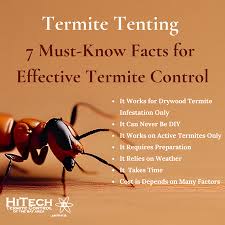 termite tenting termite infestation