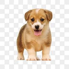 cute puppy png transpa images free