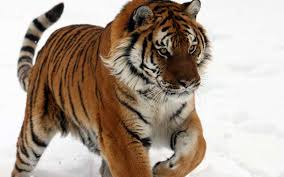 Tiger Subspecies Tiger Facts And Information