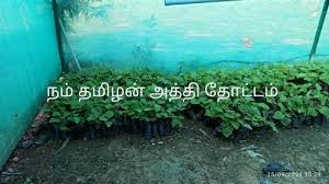 Fig Green Anjura Plant S In Chennai