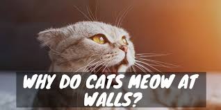 why do cats meow at walls walls and