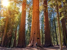 Hwy 180 from fresno leads east to kings canyon national park, then continues 30 miles east to cedar grove. Sequoia And Kings Canyon National Parks Rv Destination Family Vacation Tracks Trails