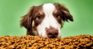 10 best dog foods 2023 the strategist