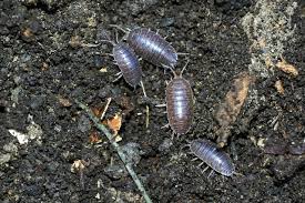 how to get rid of pill bugs