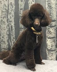 chocolate miniature poodle wags to
