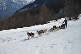Vous pourrez vous initier aux plaisirs de la conduite de chiens de traineau et découvrir la promenade en traîneau à chiens sans aller au canada ou en laponie. Chiens De Traineaux