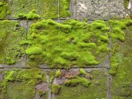 How To Make Moss Graffiti Fantastic