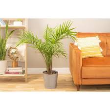 Costa Farms Majesty Palm Indoor Plant
