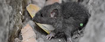 Moisten some cotton balls with 100 per cent pure peppermint oil and place them in various spots around the garden, including the garage and shed. Rat Control Sheffield Get Rid Of Rats And Mice South Yorkshire