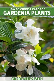 how to grow and care for gardenias