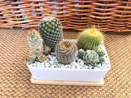 Live Cactus Arrangement Garden In White