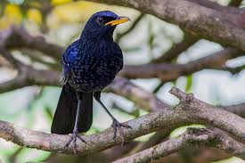 The red panda (ailurus fulgens) is the national animal of the disputed territory of sikkim. Blue Whistling Thrush Wikipedia