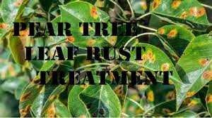 pear tree leaf rust treatment you