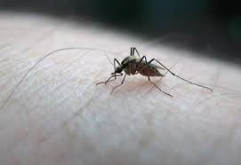 Kabus geri döndü! Zika virüsü nedir, belirtileri nelerdir? İşte tedavi  yöntemleri... : Haber Dergim - Güncel Haber, Doğru Haber, Açık Haber