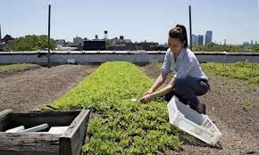 Your Roof Into A Garden Or Farm