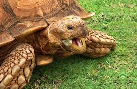 african spurred tortoise care sheet