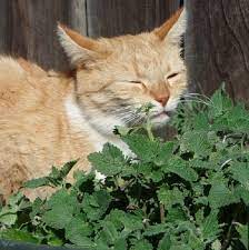 Top 9 Cat Repellent Plants To Keep Cats