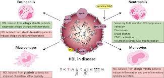 Valentin pongracic i'm for hire! Biomedicines Free Full Text High Density Lipoprotein Hdl In Allergy And Skin Diseases Focus On Immunomodulating Functions Html