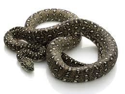 diamond python reptiles