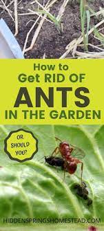 7 Ways To Get Rid Of Ants In The Garden