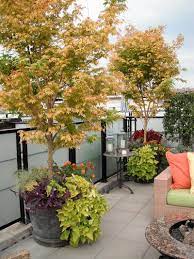 10 Top Trees To Grow In Containers My