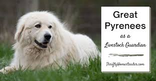great pyrenees as a livestock guardian