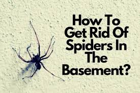 Get Rid Of Spiders In The Basement