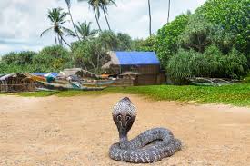 Cara mencegah agar ular tidak masuk ke rumah. Ular Masuk Rumah Ini 10 Tips Pencegahan Anda Boleh Cuba Propertyguru Malaysia