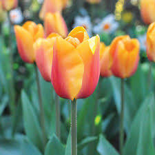 tulip flowers garden design