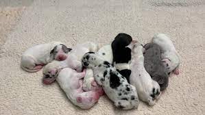 Follow me for adorable great dane pictures! Great Dane Puppies Born 29 Years After Father S Death Khou Com