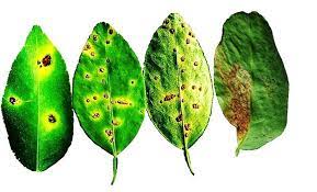 infected lime leaves showing typical