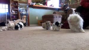 Find puppies and breeders in your area and helpful information. Havanese Puppies For Sale Near Sacramento Ca New Litter Ready To Go Jan 1 2014 Youtube