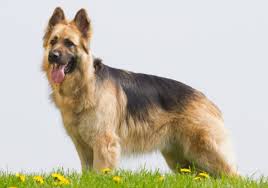 German Shepherds What S Good About Em