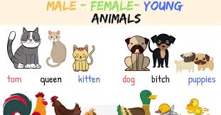 Male Female Baby Animal Names With Useful Images 7 E S L