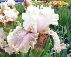 tall bearded iris rhizomes