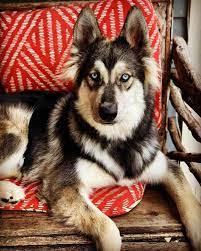 From the moment of their birth, the puppies are big, energetic, and enthusiastic dogs that will need plenty of early training to curb some of their worst instincts. Is The German Shepherd Malamute Mix A Good Crossbreed K9 Web