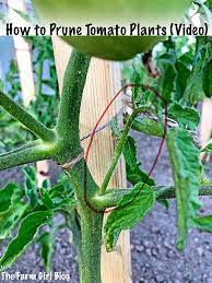 how to prune tomato plants easily