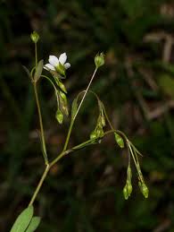 Linum catharticum subsp. suecicum Hayek