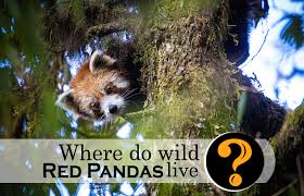 where are red pandas found in the wild