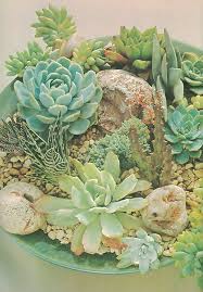 Cacti Succulents And Other Retro Plant
