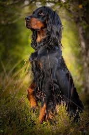 Gordon setters are devoted to their families and get along splendidly with children. 130 Gordon Setter Ideas Gordon Setter Dogs Dog Breeds