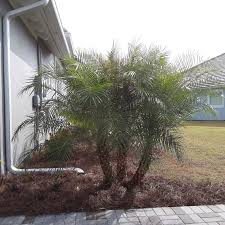 Cost To Install Palm Trees