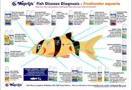 Fish Disease Chart Freshwater Aquarium Fish Freshwater