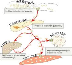 carbohydrate metabolism