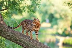 Bengal Cat Diet Your Guide For The Best Bengal Cat Nutrition