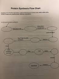Solved Protein Synthesis Flow Chart Directions Fill In T