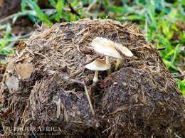 Outdoor Africa - Fungi growing out of Elephant dung –... | Facebook